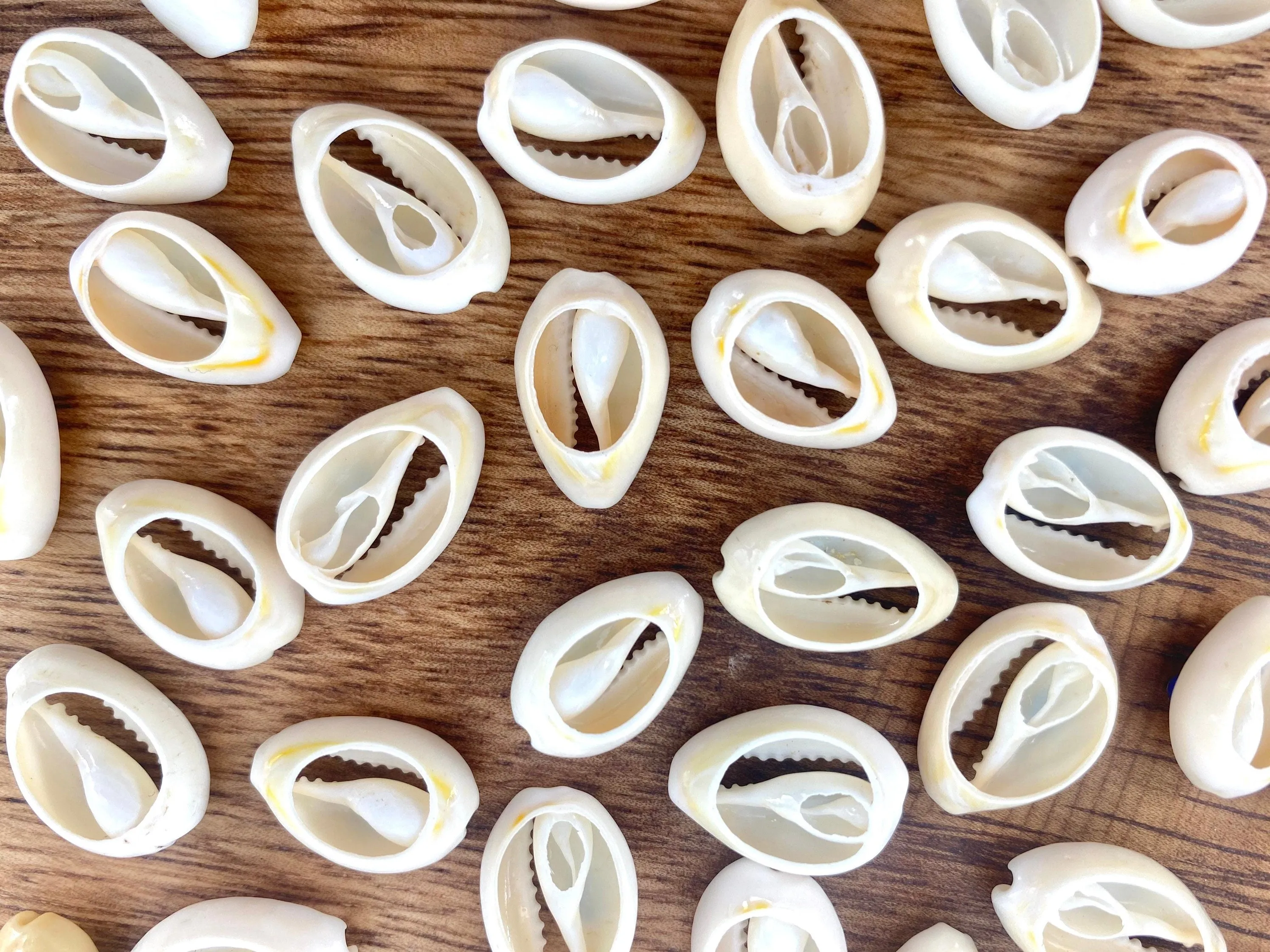 Mother Of Pearl Shells, Sku#M655-2