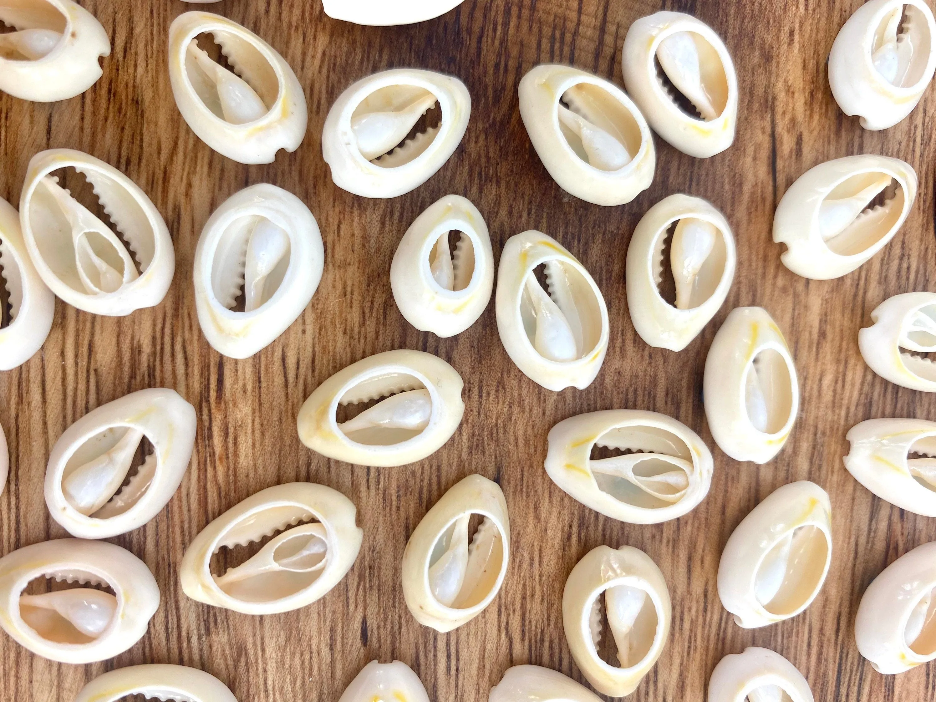 Mother Of Pearl Shells, Sku#M655-3