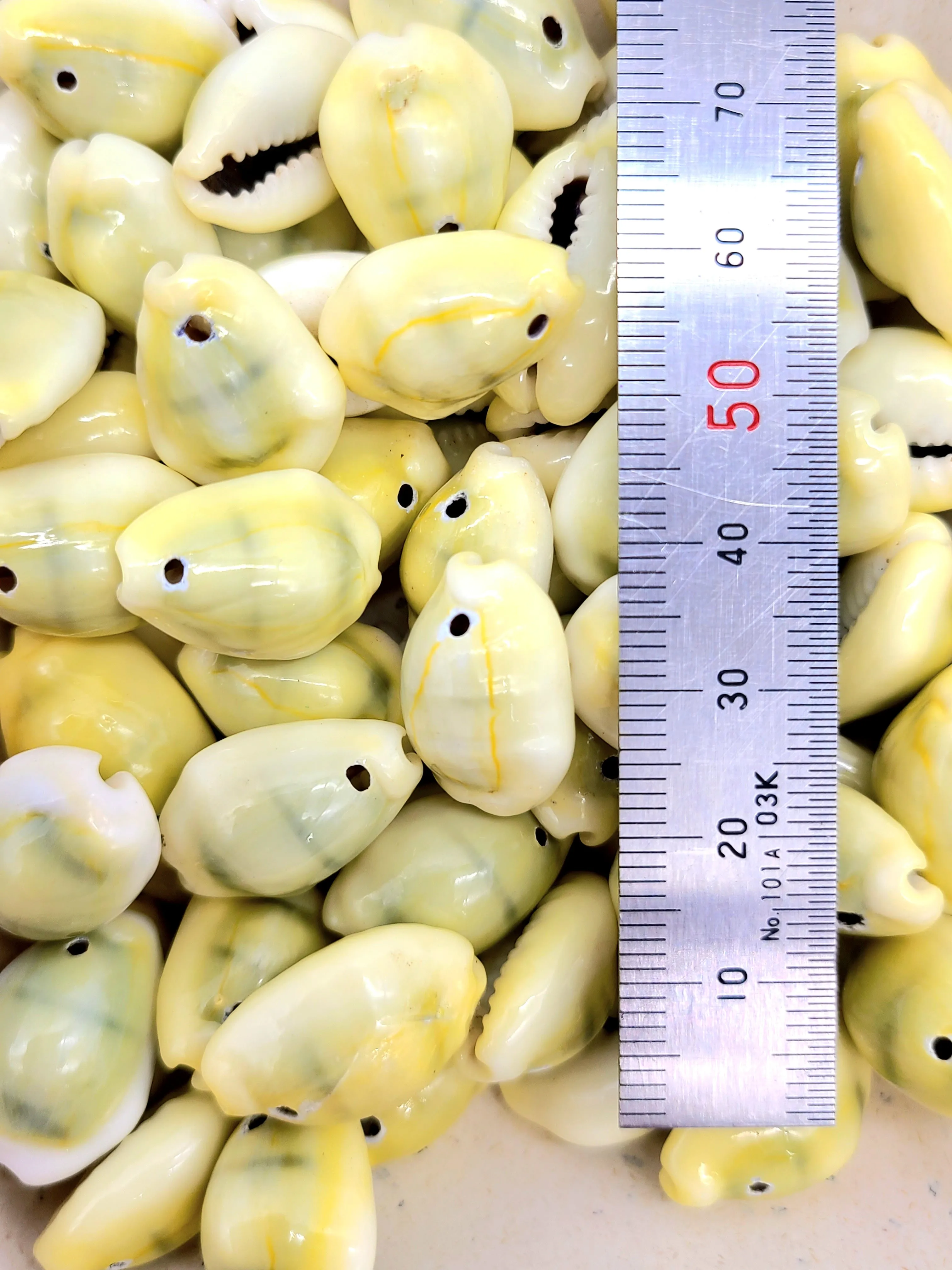 Premium Money, Tiger Cowrie Shells, Uniform, pre drilled for macrame, Regalia, 45 and 75 gram packages. Necklaces, Earrings, Charms, Decorations